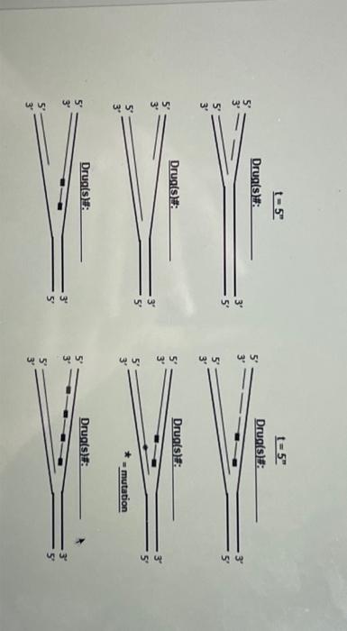 Solved Question 9. Below is shown how a replication fork in | Chegg.com
