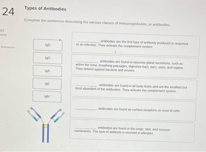 Solved Types of Antibodies Complete the sentences describing