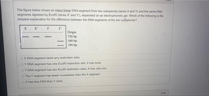 Solved The figure below shows an intact linear DNA segment | Chegg.com