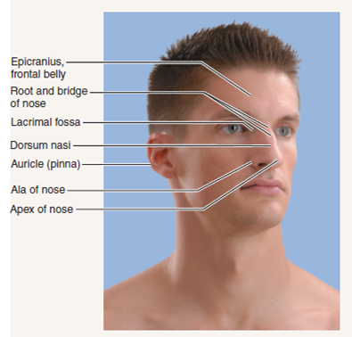 Palpating Landmarks of the HeadThe head (Figure 46.1 an... | Chegg.com