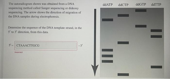 ddATP ddCTP ddGTP ddTTP The autoradiogram shown was obtained from a DNA sequencing method called Sanger sequencing or dideoxy