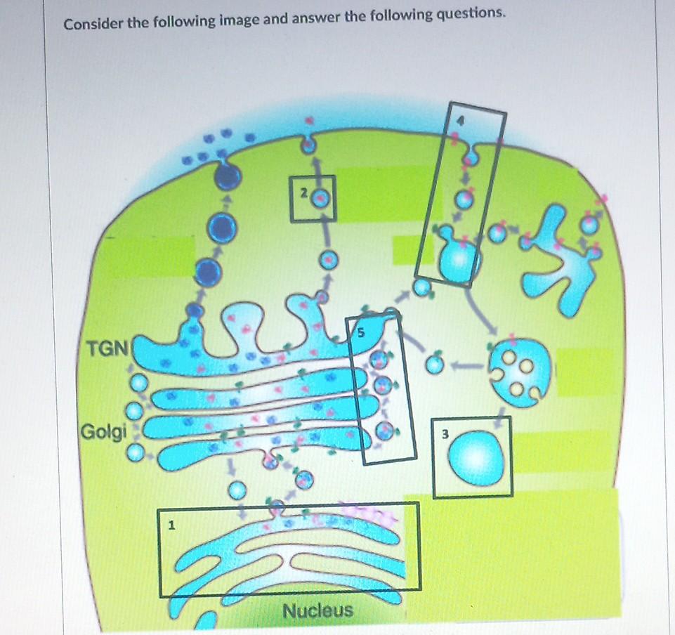 Consider the following image and answer the following questions.
20
SES
TGN
Golgi
3
Nucleus
