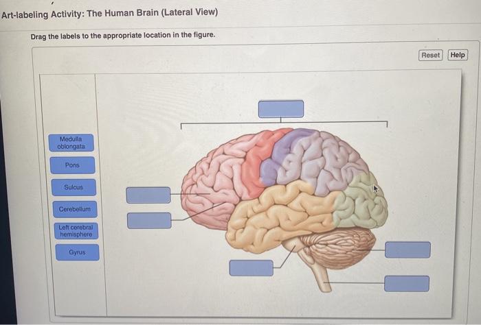 brain lateral view left