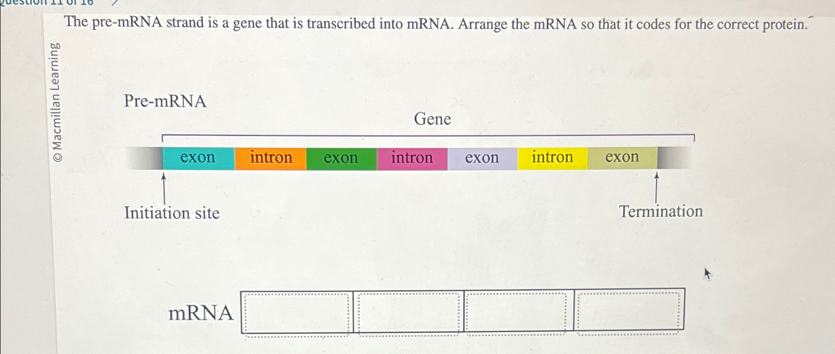 Solved The pre-mRNA strand is a gene that is transcribed | Chegg.com