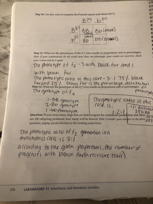 Solved Step 10. Use This Cross To Complete The Punnett | Chegg.com