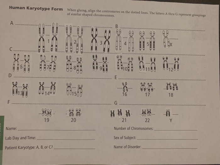 Human Karyotype Form Worksheet