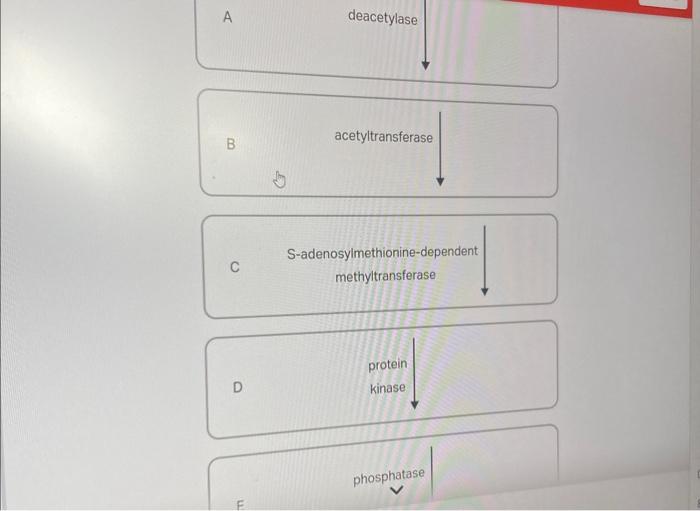 Solved Choose the enzyme that catalyzes modification of the | Chegg.com