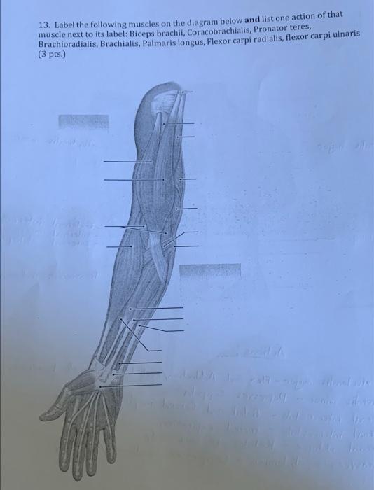 13. Label the following muscles on the diagram below and list one action of that
muscle next to its label: Biceps brachii, Co