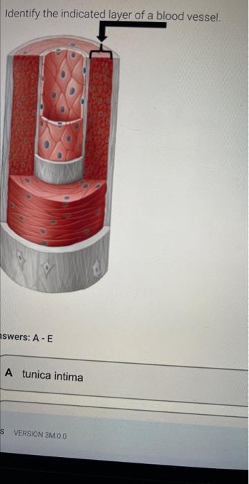 Identify the indicated layer of a blood vessel.