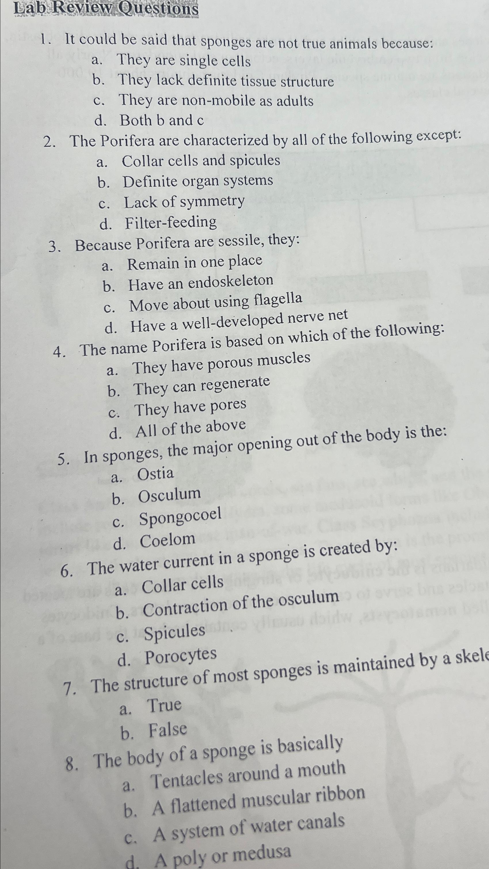 Solved Lab Review QuestionsIt could be said that sponges are | Chegg.com