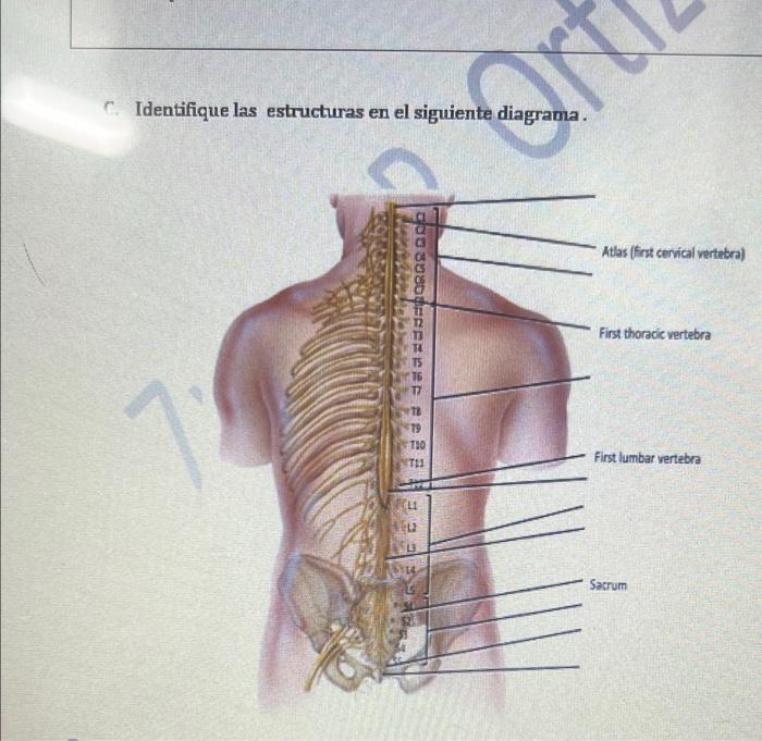 Identifique las estructuras en el siguiente diagrama. ar Atlas (first cervical vertebra) ou SHEREHE First thoracic vertebra T