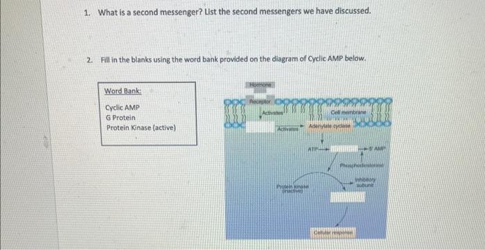 Solved 1. What is a second messenger? List the second | Chegg.com