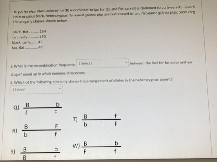 Solved In Guinea Pigs, Black Colored Fur (B) Is Dominant To | Chegg.com