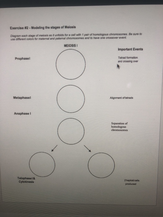 Solved Exercise #2 - Modeling the stages of Meiosis Diagram | Chegg.com