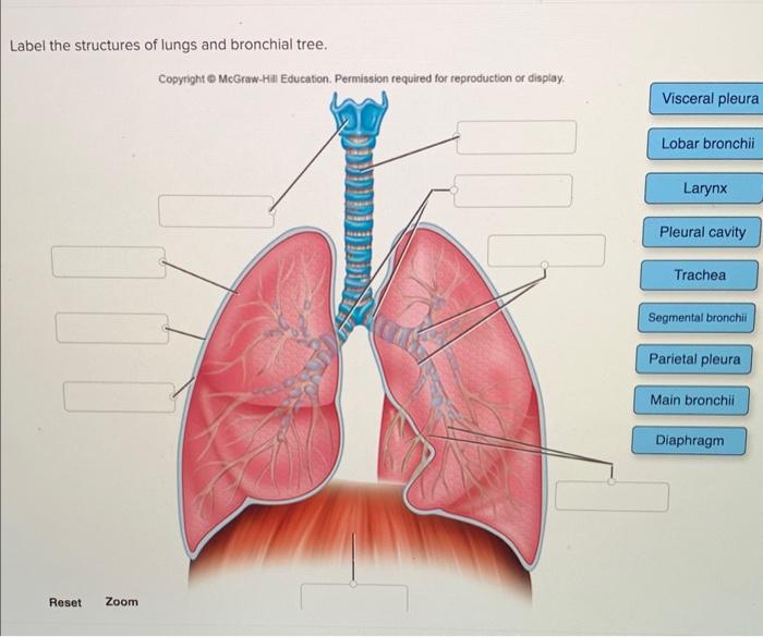 Solved Label the structures of lungs and bronchial tree. | Chegg.com