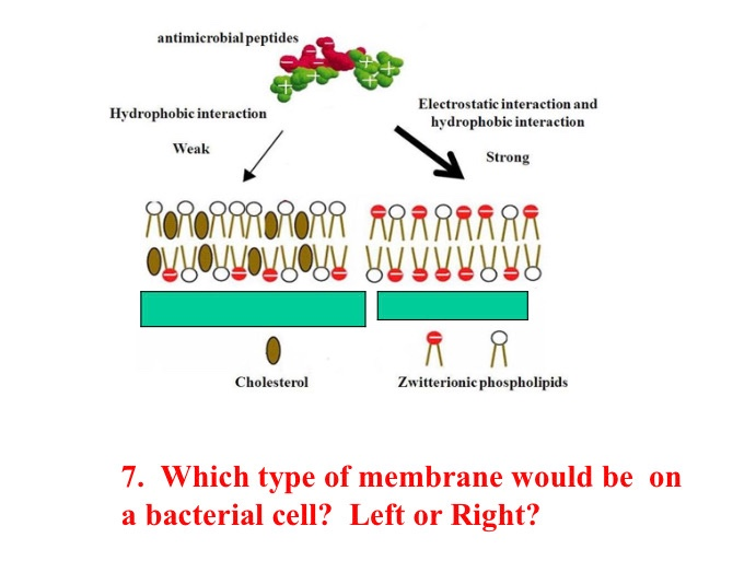 Solved 1. Complement activation cascade is initiated by the | Chegg.com