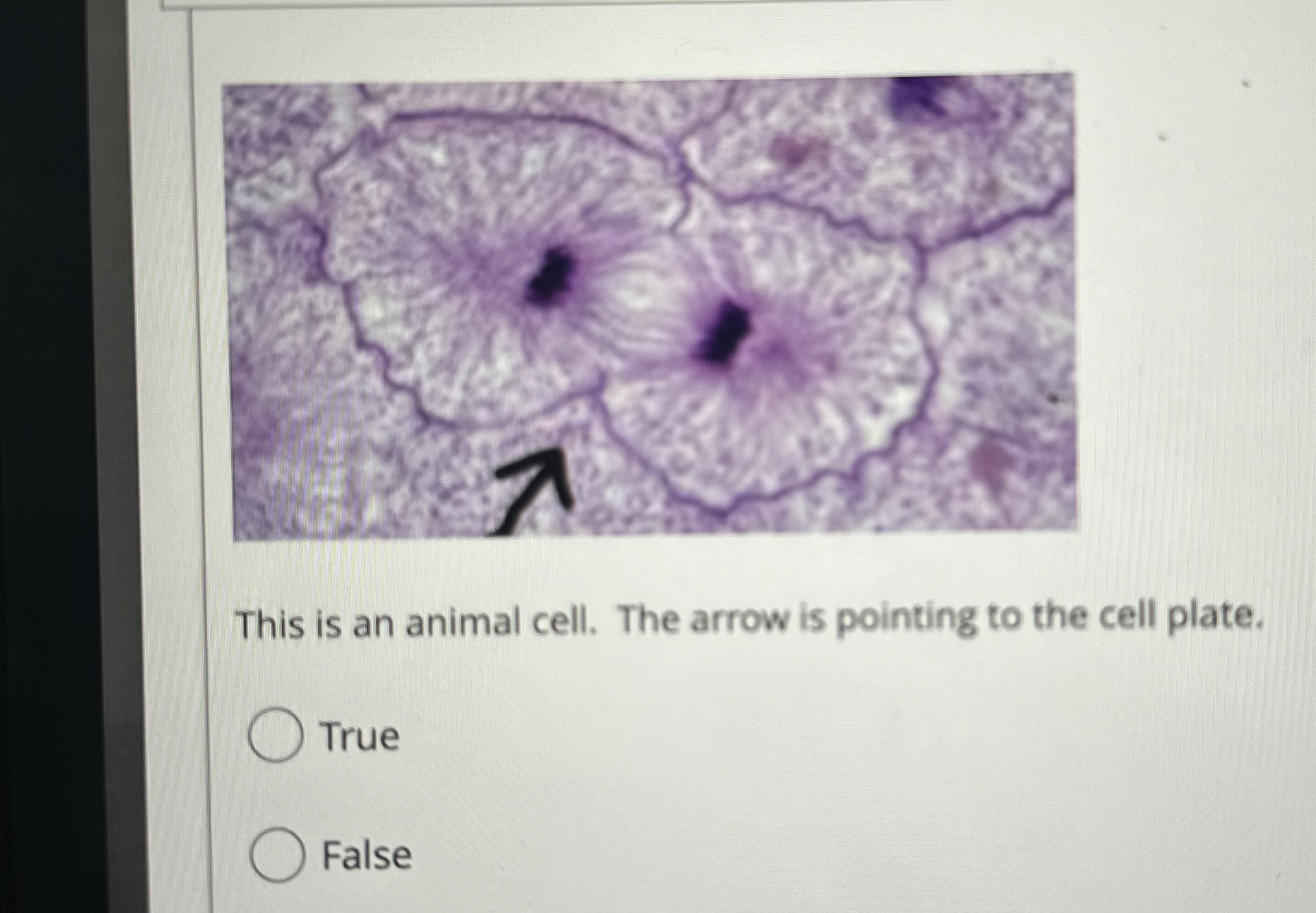 Solved This is an animal cell. The arrow is pointing to the | Chegg.com