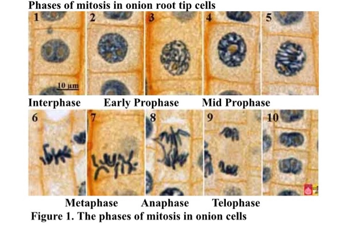 Solved Part 3: You will look at a microscope image of onion | Chegg.com