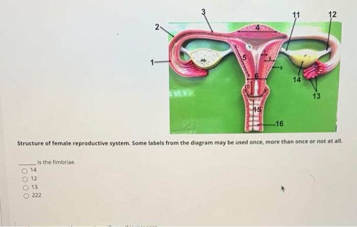 Solved 12 11 10 FLOON Structure of female reproductive | Chegg.com