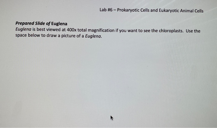 Solved Lab 6 Prokaryotic Cells And Eukaryotic Animal C Chegg Com