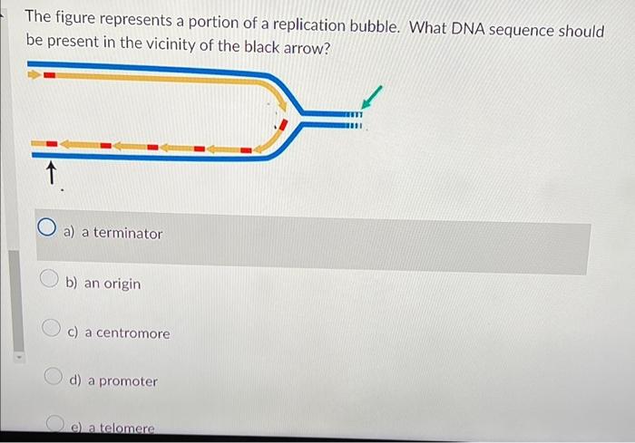 Solved The figure represents a portion of a replication | Chegg.com