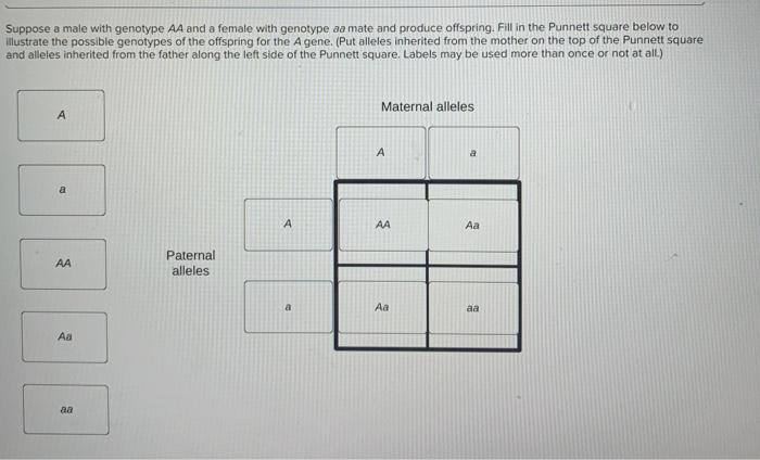 solved-suppose-a-male-with-genotype-aa-and-a-female-with-chegg