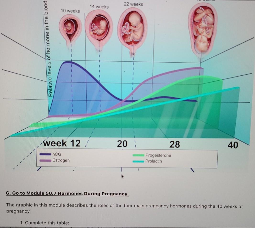 solved-22-weeks-14-weeks-10-weeks-09-relative-levels-of-chegg