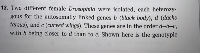 13. Two Different Female Drosophila Were Isolated, | Chegg.com