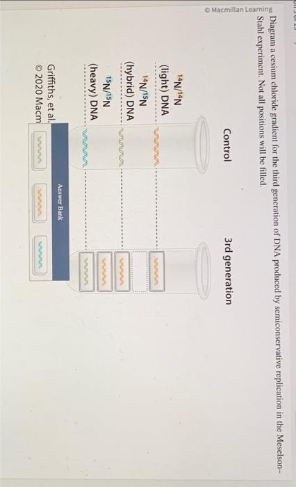 Diagram a cesium chloride gradient for the third generation of DNA produced by semiconservative replication in the MeselsonSt