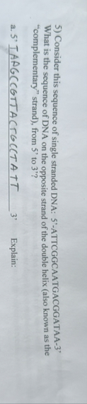 Solved Consider this sequence of single stranded DNA: | Chegg.com