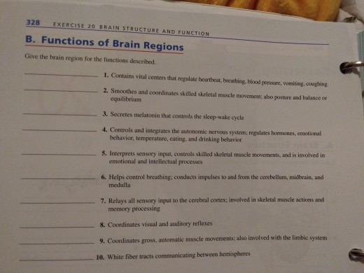 Solved 328 EXERCISE 20 BRAIN STRUCTURE AND FUNCTION B. | Chegg.com