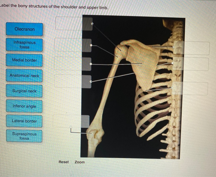 Structures Of The Shoulder And Upper Limb