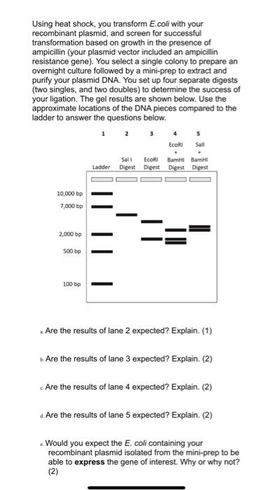 Solved Molecular Cloning Practice Problems Instructions: | Chegg.com