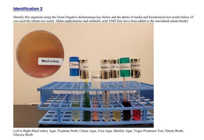 Solved Gram Negative Bacilli Dichotomous Key Identify | Chegg.com
