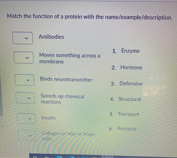 Solved Match the function of a protein with the | Chegg.com