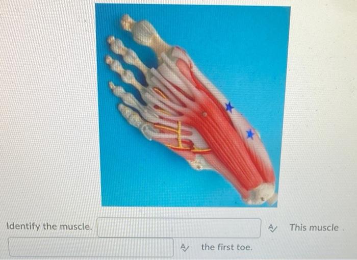 Solved Identify the muscle. A/ the first toe. A This | Chegg.com