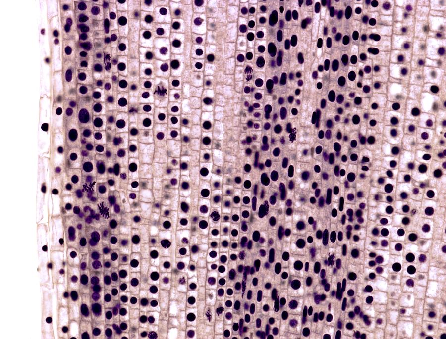Solved 2. ﻿Identify 100 ﻿cells within a rectangular shape by | Chegg.com