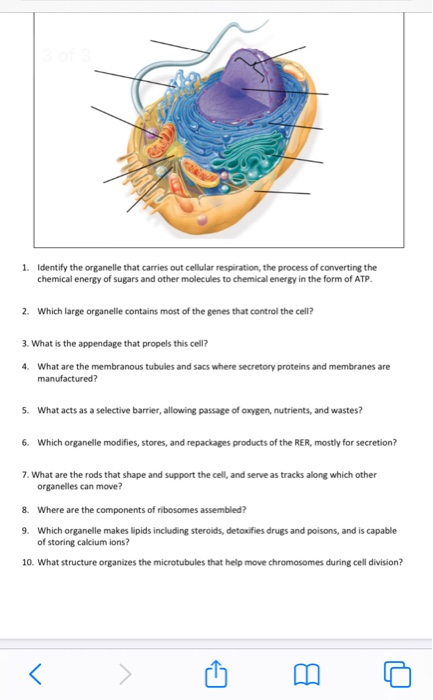 Solved 1. Identify the organelle that carries out cellular | Chegg.com