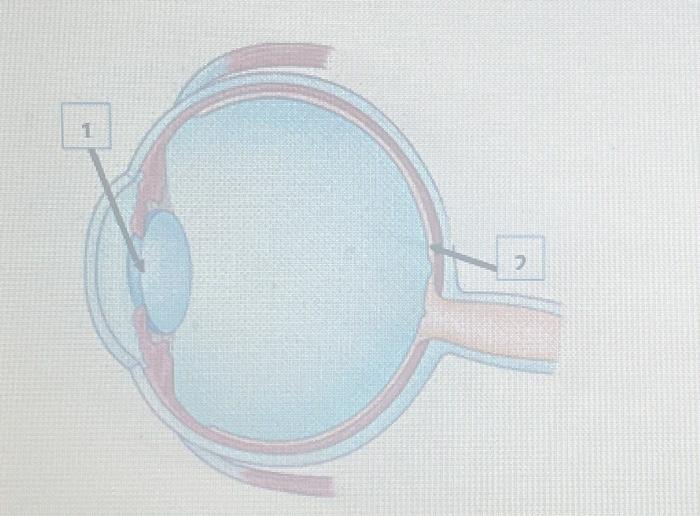 Solved Describe the function of the lens (label #1)? | Chegg.com