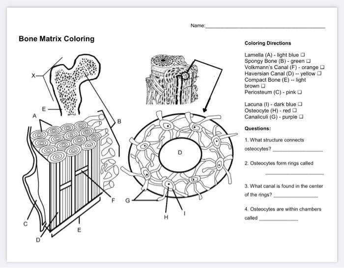 Bone Coloring Answer Key and Coloring Sample