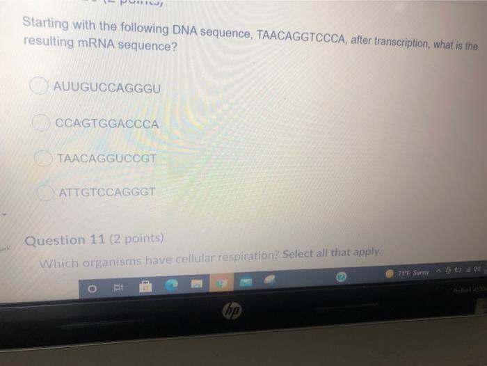 solved-wirici-starting-with-the-following-dna-sequence-chegg