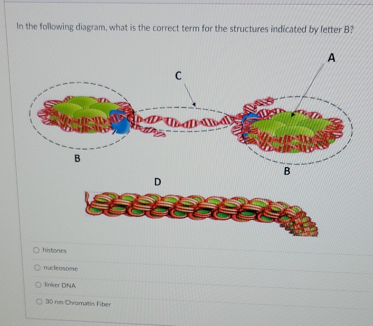 Solved You have a piece of DNA that includes the following | Chegg.com