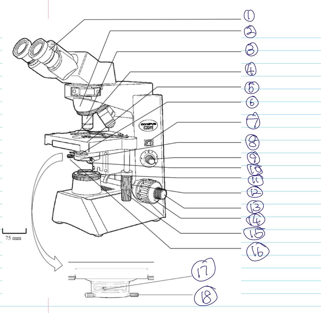 Label the parts of the Olympus CX41