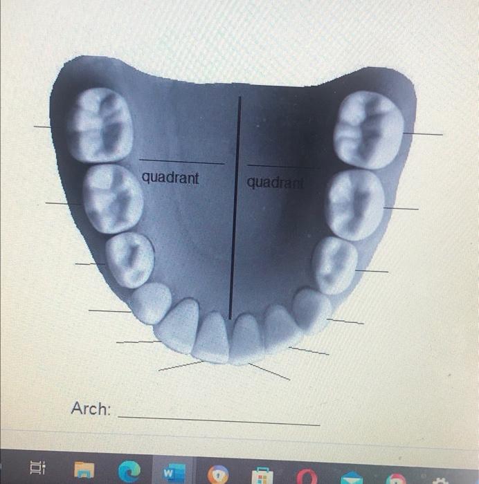 number each tooth eg 26, 55 not name Be aware this | Chegg.com