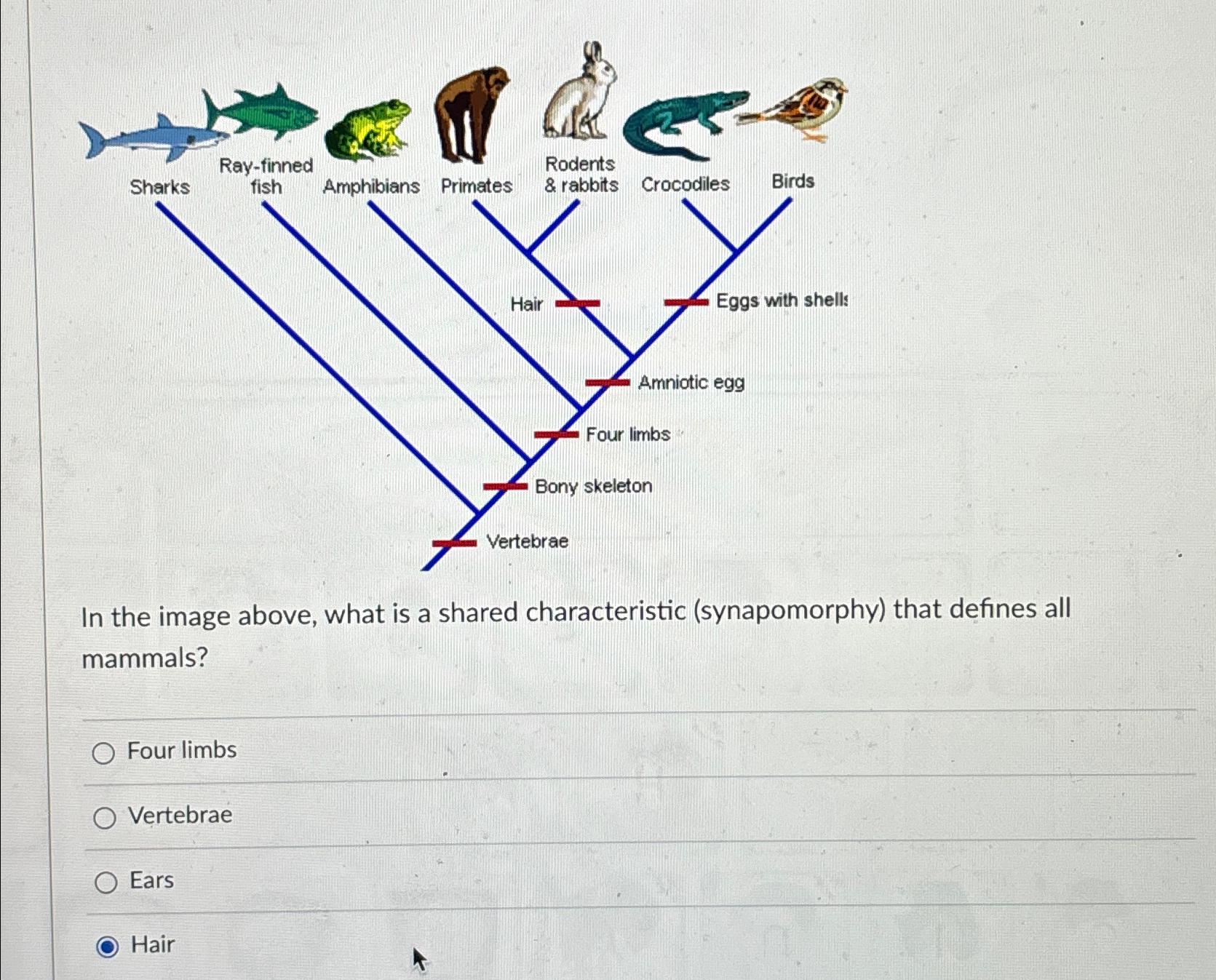 Solved In the image above, what is a shared characteristic | Chegg.com