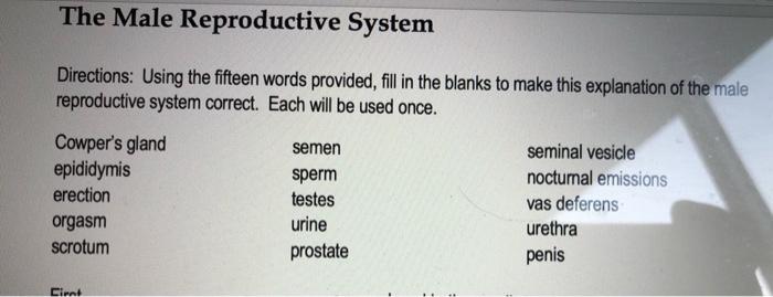 The Male Reproductive System Directions: Using the fifteen words provided, fill in the blanks to make this explanation of the