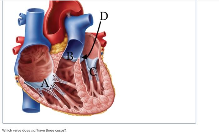 Which valve does not have three cusps?