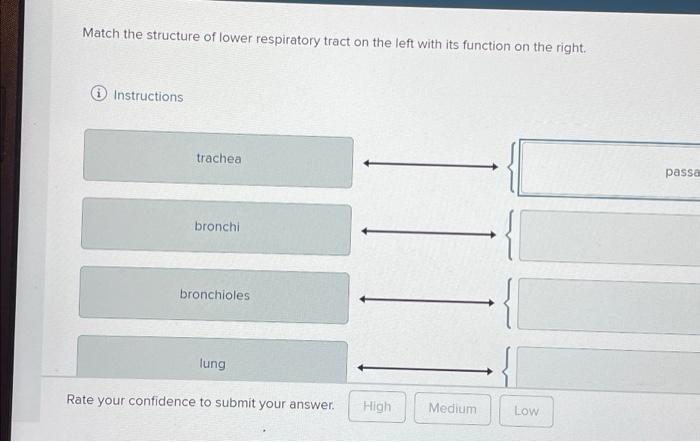 Match the structure of lower respiratory tract on the | Chegg.com