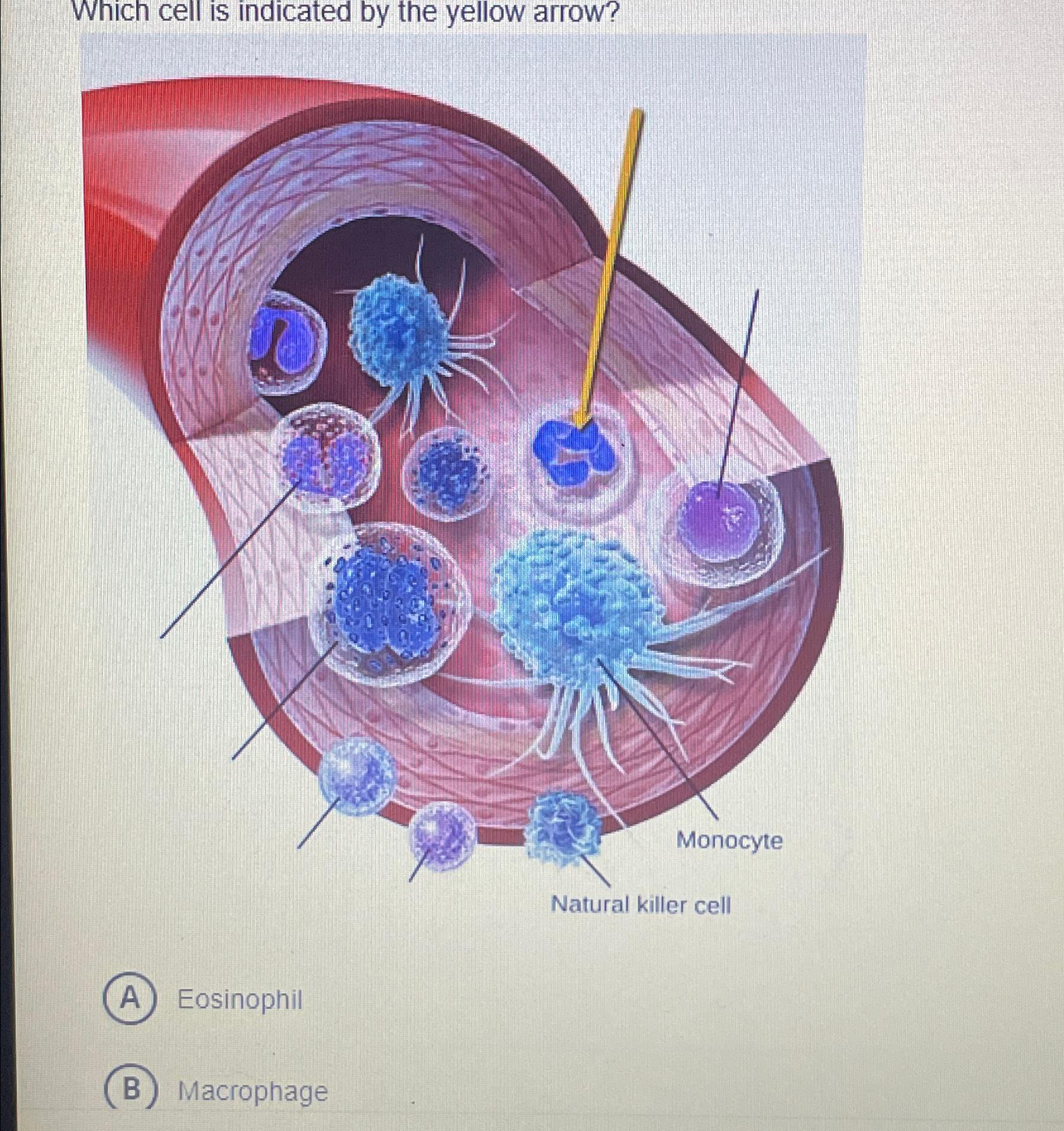 Which Cell Is Indicated by the Arrow-Microscopic Cell Identification