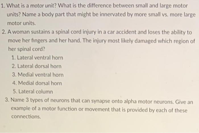 What Do Large Motor Units Do